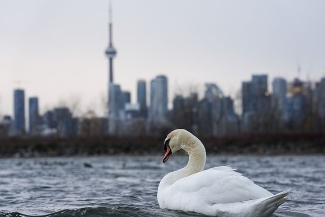 A swan glides on the water at Tommy Thompson Park in Toronto, Ontario, Canada on December 3, 2024. (Photo by Mert Alper Dervis/Anadolu via Getty Images)