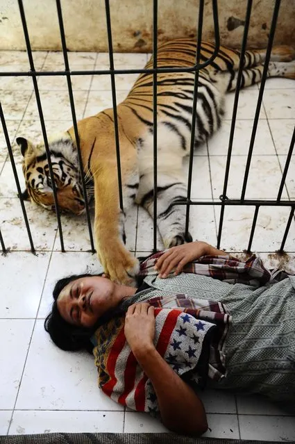 Tiger And Man Best Friends