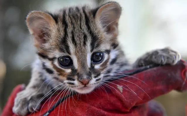 A six-week old leopard kitten (Prionailurus bengalensis) in the Debrecen Zoo in Debrecen, Hungary, 09 April 2020. Supporters can contribute to the cost of running the zoo during the coronavirus pandemic by purchasing tickets now at a reduced price and using them at any time within the 12 month following the reopening of the zoo. (Photo by Zsolt Czegledi/EPA/EFE)