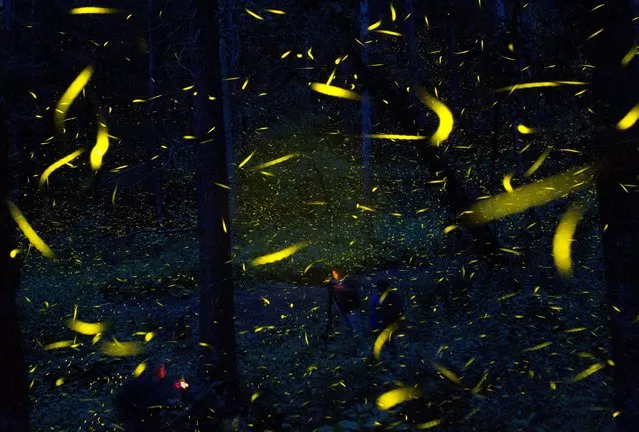 In this July 21, 2016 photo, fireflies seeking mates light up in synchronized bursts as photographers take long-exposure pictures, inside Piedra Canteada, a tourist camp cooperatively owned by 42 local families, inside an old-growth forest near the town of Nanacamilpa, Tlaxcala state, Mexico. The families purchased the 1560-acre (630-hectare) tract of land from a private owner in 1990 and began offering camping and forest visits, while continuing to exploit the logging quota authorized by the government. Only in 2011, did they realize the potential draw of the local firefly population, and begin advertising nighttime viewing tours. (Photo by Rebecca Blackwell/AP Photo)