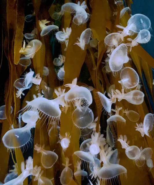 Hooded nudibranch on kelp. (Photo by David Hall)