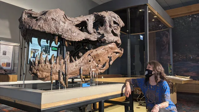 Paleontologist Jingmai O'Connor of the Field Museum in Chicago looks at the fossil skull of a Tyrannosaurus rex known as Sue in this undated handout image obtained by Reuters on September 30, 2022. (Photo by Katharine Uhrich, Field Museum/Handout via Reuters)
