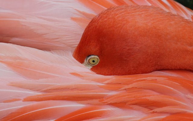 “Mezmorized by Grace”. This Pink and brilliant colored Flamingo was caught taking a mid-day break as she nuzzled herself within her feathers amongst the other birds. The beauty is captivating and there's a sense of piece and tranquility seen in her eyes. Photo location: Birminghan Zoo, Birmingham Alabama. (Photo and caption by Tylee Parvin/National Geographic Photo Contest)