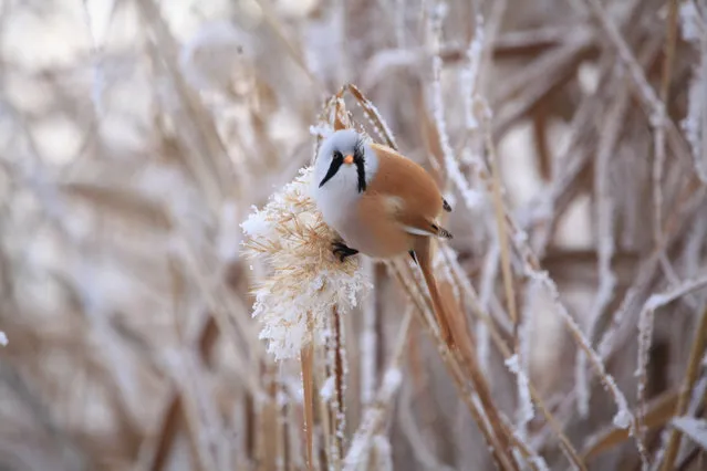 A Wenxu bird eats seeds in a reed bush in Xinjiang, China. (Photo by Costfoto/Barcroft Media)
