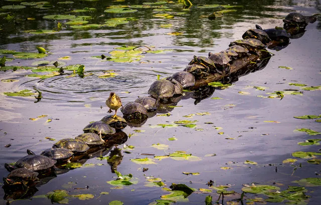 “Excuse Me ... Pardon Me”! A duckling walks across a turtle-covered log at the Juanita wetlands, Washington, US. (Photo by Ryan Sims/Comedy Wildlife Photography Awards)