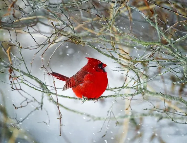 A cardinal perches for the snowfall. (Photo by Kevin Fleming)