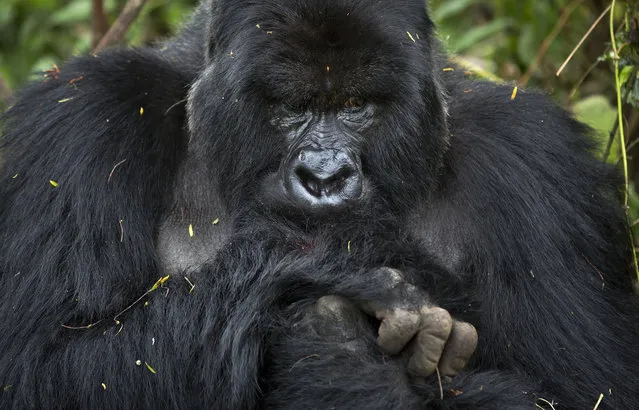 In this photo taken Friday, September 4, 2015, a male silverback mountain gorilla from the family of mountain gorillas named Amahoro, which means “peace” in the Rwandan language, nurses a small wound on his hand in the dense forest on the slopes of Mount Bisoke volcano in Volcanoes National Park, northern Rwanda. (Photo by Ben Curtis/AP Photo)