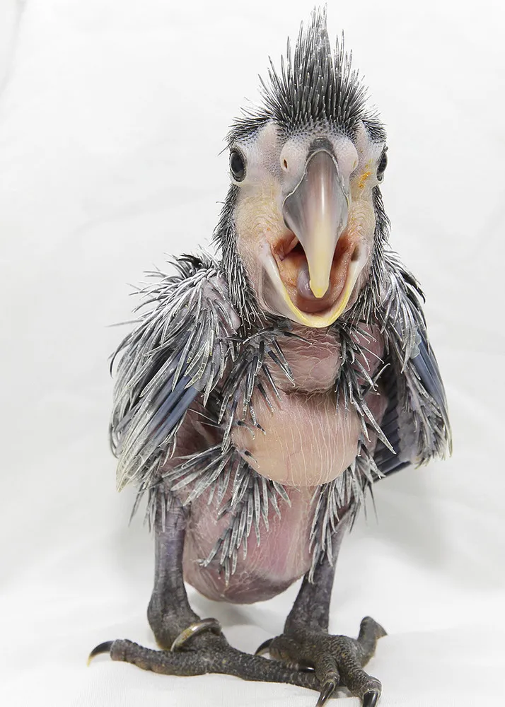 World's Rarest Babies in Singapore Zoo