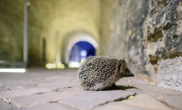 A hedgehog runs through the Paulus Gate at the Domhof at Hildesheim Cathedral in Hildesheim, Germany on October 12, 2022. (Photo by Julian Stratenschulte/dpa via AP Photo)