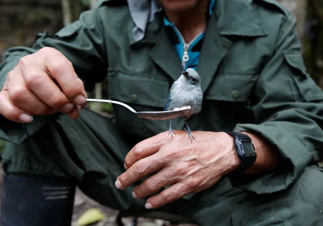 A member of the 51st Front of the Revolutionary Armed Forces of Colombia (FARC) feeds his pet bird at a camp in Cordillera Oriental, Colombia, August 16, 2016. (Photo by John Vizcaino/Reuters)