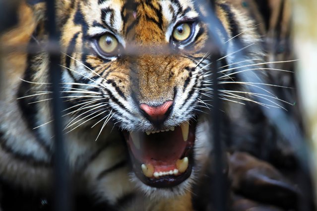 Veterinarian and Natural Resources Conservation Agency (BKSDA) staffs evacuate wild Sumatran tiger (Panthera tigris sumatrae) in Agam District, West Sumatra Province on March 12, 2025. Sumatran tigers evacuated to prevent conflict with humans, Sumatran tigers are listed as critically endangered by the International Union for Conservation of Nature (IUCN), with less than 400 left in the wild. (Photo by Adi Prima/Anadolu via Getty Images)