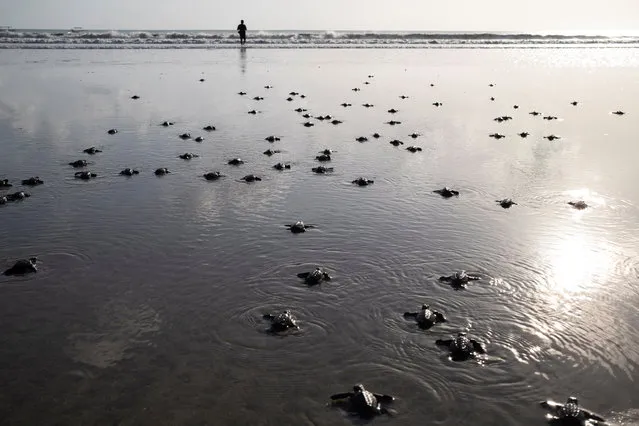 Sea turtle hatchlings make their way to the sea after being released in Kuta, Bali, Indonesia, 23 June 2020. Kuta beach is one of the main areas sea turtle lay eggs in Bali. With current beach closures, due to the coronavirus pandemic, conservationist were able to protect approximately 15,000 sea turtle eggs. (Photo by Made Nagi/EPA/EFE)