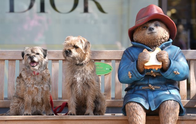 Border Terriers, Rosie and Brodie, sit next to a repaired and repainted statue of Paddington Bear after being returned to its home on a bench in Newbury, Berkshire on Wednesday, April 9, 2025, after it was destroyed by vandals last month. (Photo by Andrew Matthews/PA Wire)