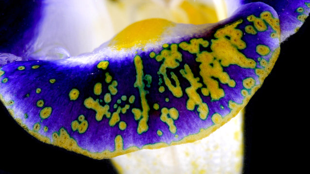 Wishbone (Torenia fournieri) flower that has had sodium hydroxide solution dropped on to its petal. Where the basic solution has hit, the petal has changed colour from purple to yellow. (Photo by Yan Liang/Caters News)