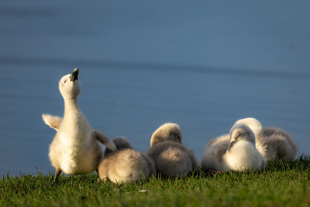 Cygnets stretch in the morning sun at Hatchet Pond near Beaulieu in the New Forest, Hampshire, UK on May 8, 2025. (Photo by Hang Ross/Bournemouth News)