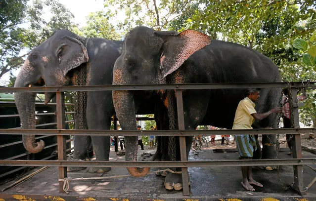 A mahout removes chains next to elephants on top of a truck ahead of the annual Perahera (street parade) at Rajamha viharaya Buddhist temple in Colombo, Sri Lanka September 9, 2016. (Photo by Dinuka Liyanawatte/Reuters)