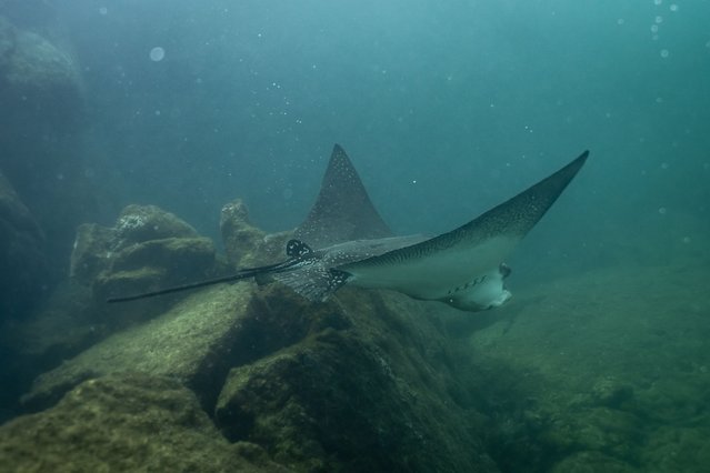 A Thornback ray is seen underwater in Los Tuneles & Cabo Rosa, part of Galapagos archipelago on February 13, 2025. (Photo by Ozge Elif Kizil/Anadolu via Getty Images)