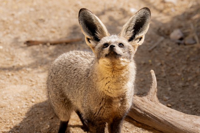 A bat-eared fox explores its new home at Chester Zoo after arriving from a zoo in Paris on May 30, 2025. The species is named after its distinctive ears and is native to eastern and southern Africa but is under threat from habitat loss and hunting. (Photo by Chester Zoo)