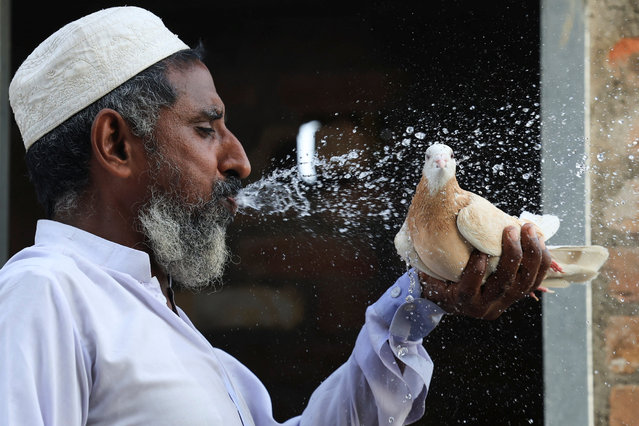 A man sprays water from his mouth to cool off his pet pigeon on a hot day in Peshawar, Pakistan, on June 17, 2025. (Photo by Fayaz Aziz/Reuters)