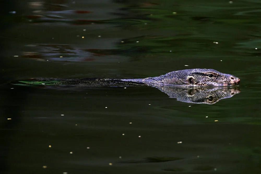 Bangkok Starts to Clear Lizards from Popular Park