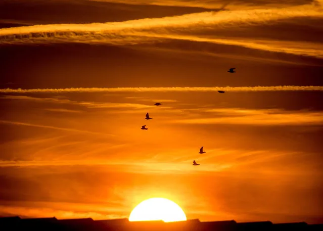 The sun rises behind the gable of a house as a flock of birds flies up in the sky which is dominated by fading condensation trails of passing planes, in Frankfurt/Main, Germany, on the last day of summer, 21 September 2016 morning. The northern hemisphere will see the meteorological start of the autumn season on 22 September 2016. (Photo by Frank Rumpenhorst/EPA)