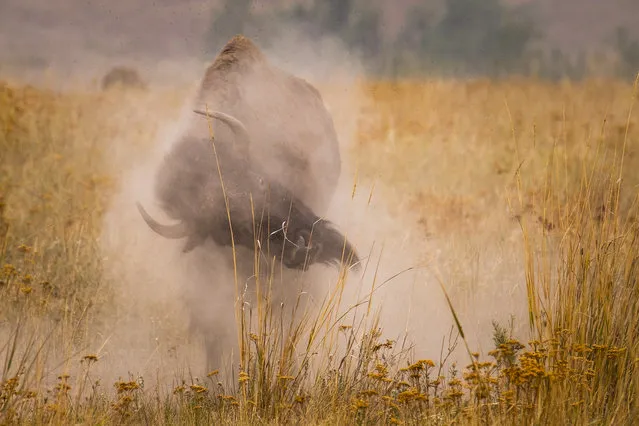 A bull bison wallows in the dirt at The Nation Bison Range which is a National Wildlife Refuge established in 1908 to provide a sanctuary for the American bison in Charlo, Montana on September 13, 2020. Around 400 bison share more than 18,000 acres with more than 200 animal species in northwest Montana on the Flathead Indian Reservation. (Photo by Kent Meireis/ZUMA Wire/Rex Features/Shutterstock)