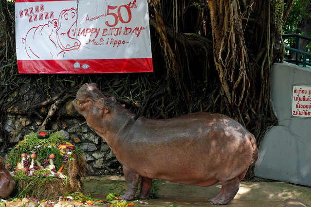A female hippopotamus named “Mali”, which means Jasmine, eats fruits arranged to look like a cake during her 50th birthday celebration at Dusit Zoo in Bangkok, Thailand September 23, 2016. (Photo by Chaiwat Subprasom/Reuters)