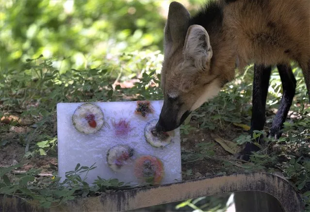 A maned wolf investigates a block of ice with frozen fruit at the city zoo in Rio de Janeiro, Brazil, January 27, 2023. The zoo's animals are given frozen snacks made from tropical fruits, chunks of meat and frozen yogurt to help cool them off amid intense summer heat. (Photo by AP Photo)