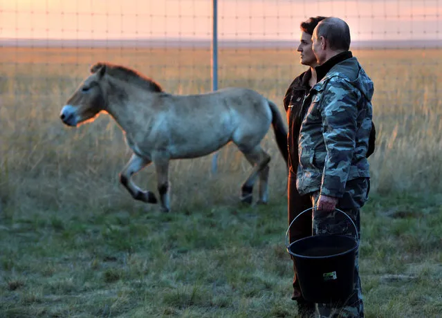 Russian President Vladimir Putin watches a Przewalski's horse in preparation to release it from an acclimation pen at a reserve for wild horses outside Orenburg, Russia, October 3, 2016. (Photo by Alexei Druzhinin/Reuters/Sputnik/Kremlin)