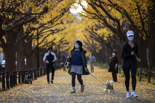 People wearing protective masks to help curb the spread of the coronavirus walk through the row of ginkgo trees along the sidewalk as the trees and sidewalk are covered with the bright yellow leaves Friday, November 27, 2020, in Tokyo. (Photo by Kiichiro Sato/AP Photo)