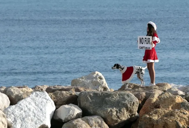 An anti-fur activist from the Coalition to Abolish the Fur Trade (CAFT) who is dressed in a Santa costume, stands next to a Dalmatian as she participates in a demonstration on a beach in Nice December 20, 2014. (Photo by Eric Gaillard/Reuters)