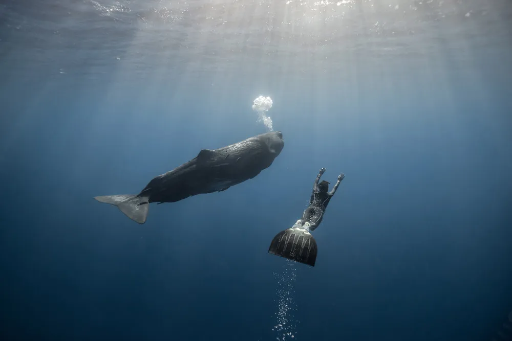 Divers Swim with Sperm Whales