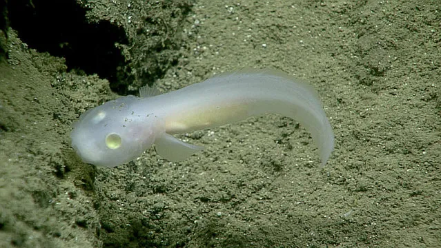 This June 30, 2016 image made available by NOAA shows a fish, of the family Aphyonidae, which had never before been seen alive, during a deepwater exploration of the Marianas Trench Marine National Monument area in the Pacific Ocean near Guam and Saipan. (Photo by NOAA Office of Ocean Exploration and Research via AP Photo)