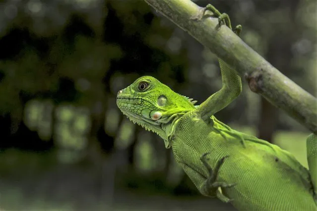 A green iguana is seen on a tree at the Amazon rainforest, in Leticia, Colombia on April 1, 2023. Amazon rainforest is one of the worldâs most important reservoirs of insect, animal, and plant biodiversity and accounts for more than half of the worldâs tropical forests. The department of the Amazon covers 109,665 km2, equivalent to 9.6% of the national territory and 27.2% of the Colombian Amazon. The Amazon River (6,400 km long) runs 117 km through Colombia. Life is punctuated by the floods of this giant river, which in the dry season spreads over a width of 4 km, only to flood the forest for kilometers during the rainy season when the water level rises by 15 m. (Photo by Juancho Torres/Anadolu Agency via Getty Images)