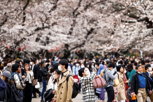People walk and take photos under cherry trees at Ueno park in Tokyo, Japan on March 21, 2023. (Photo by Androniki Christodoulou/Reuters)