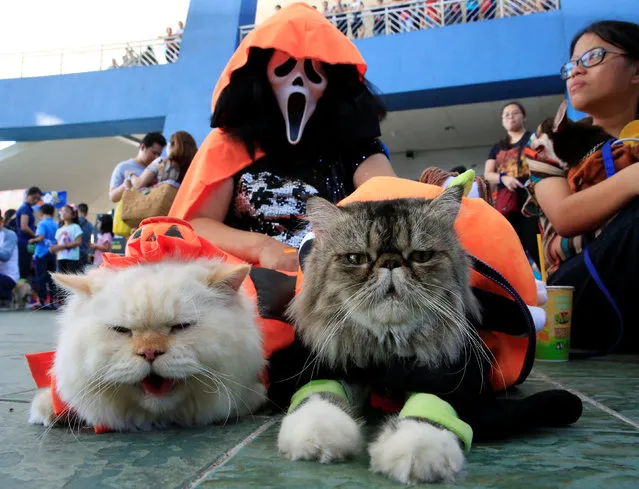 A pet owner wears a Halloween mask with her Persian cats as they take part in a “A Petrifiying Trail Pet” costume party at a mall in Pasay city, metro Manila, Philippines October 23, 2016. (Photo by Romeo Ranoco/Reuters)