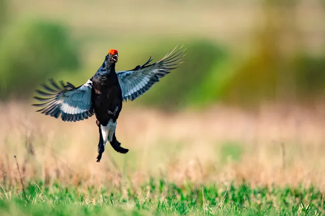 A black grouse performs courtship rituals on a field near the village of Lovchitsy, some 65 km northwest of Minsk, on May 3, 2018. (Photo by Maxim Malinovsky/AFP Photo)