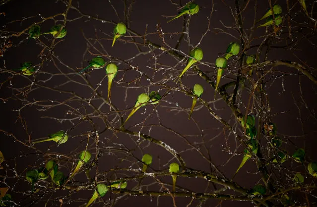 Collared parakeets settle on their sleeping tree at Kaiser-Friedrich-Platz in Wiesbaden, Germany on December 9, 2020. More than 2,000 collared parakeets and about 800 large Alexandrine parakeets have been part of the cityscape since 1975. (Photo by Arne Dedert/dpa)