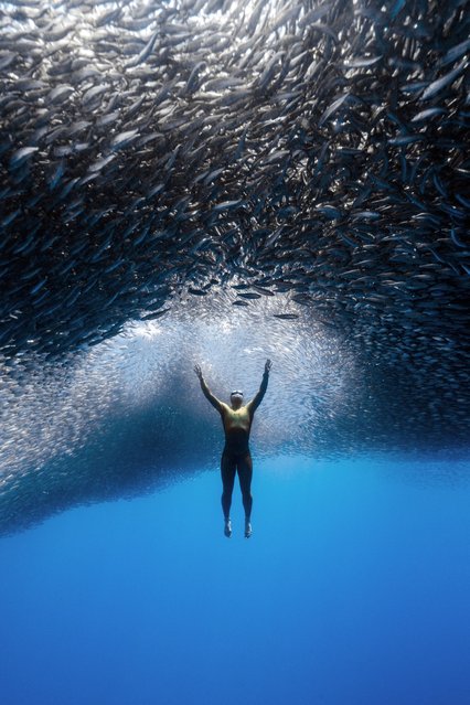A diver is suspended under a shimmering cloud of sardines off Panglao Island in the Philippines in the first decade of November 2025. (Photo by Ben Yavar/Two Point O Media)