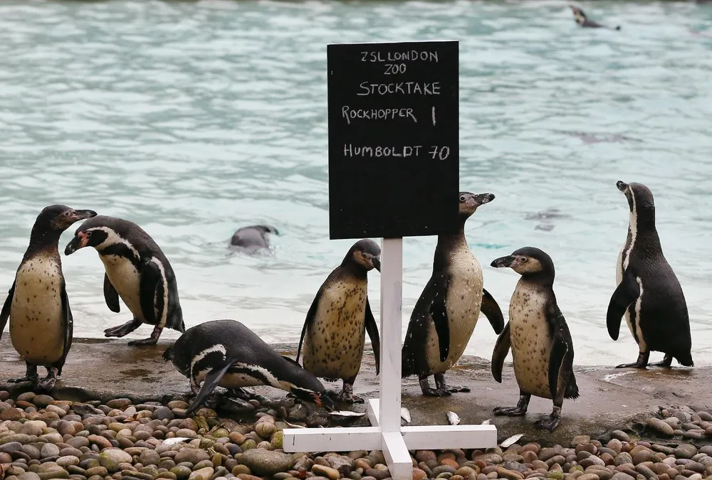 The London Zoo's Annual Stocktake of Animals