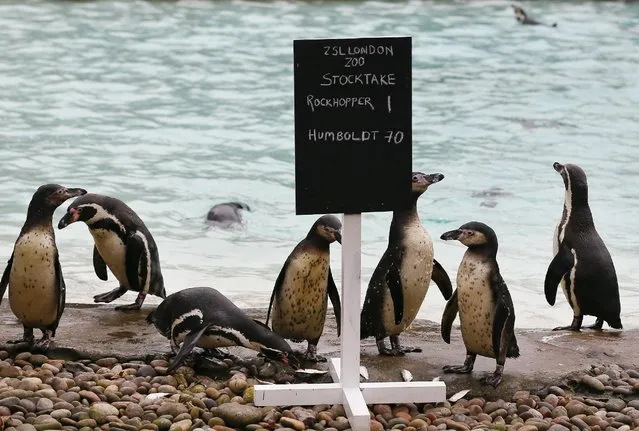 Penguins stand near their pool during the annual stock take at London Zoo, Monday, January 5, 2015. (Photo by Kirsty Wigglesworth/AP Photo)