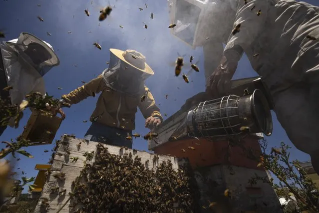 Beekeepers lift honeycombs from a beehive after using smoke to calm the bees, during the honey harvest along the Gaza Strip's border with Israel, in Rafah, southern Gaza Strip, Thursday, April 27, 2023. (Photo by Fatima Shbair/AP Photo)