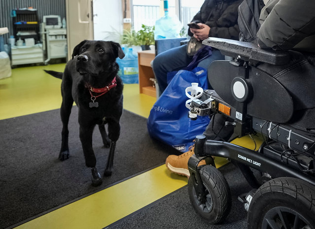 Lavr, a dog with prosthetic front legs, walks in a TYTANOVI REHAB a modern rehabilitation center for veterans with high limb amputations, amid Russia's attack on Ukraine, in Kyiv, Ukraine on December 6, 2025. Lavr lost both front paws in an accident, after which he was quickly fitted with prosthetic implants and now inspires Ukrainian soldiers with amputated limbs as they undergo rehab at a center. (Photo by Ivan Lyubysh-Kirdey/Reuters)