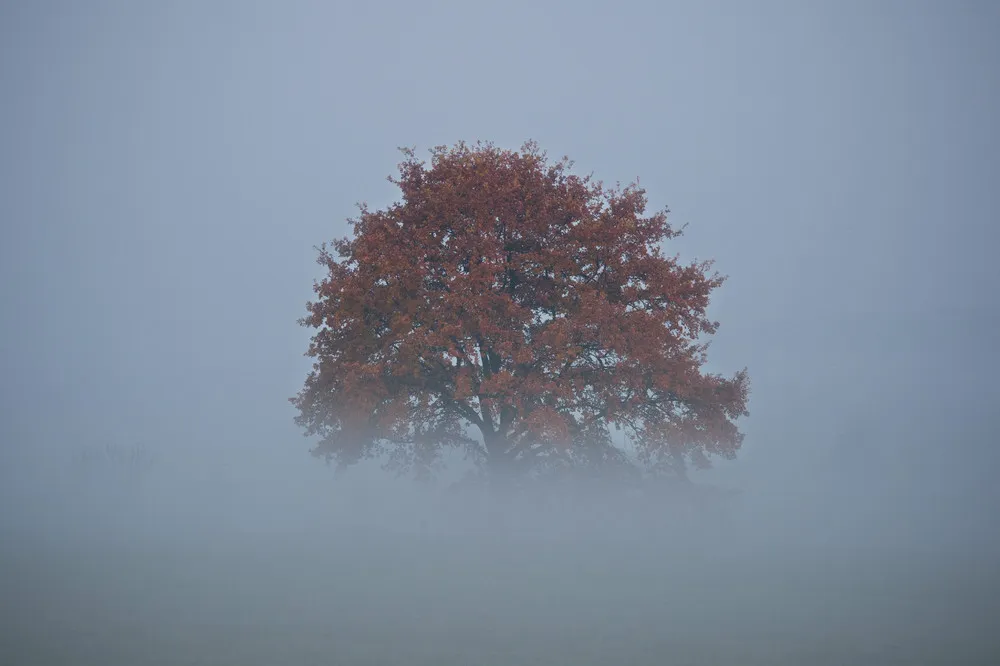 Simply Some Photos: in the Fog