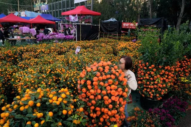 A woman wearing face mask to protect against the spread of the coronavirus, takes a selfie besides the citruss tree at the flower markets in Victoria Park of Hong Kong, Saturday, February 6, 2021. Traditional Lunar New Year flower markets opened Saturday in Hong Kong, after a government virus policy U-turn. At the biggest venue, Victoria Park next to the popular downtown shopping district of Causeway Bay, the eerie emptiness is in stark contrast to the usual bustle of capacity crowds. (Photo by Kin Cheung/AP Photo)