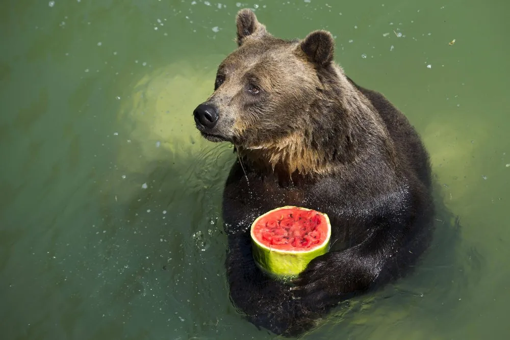 The Week in Pictures: Animals, July 19 – July 26, 2013