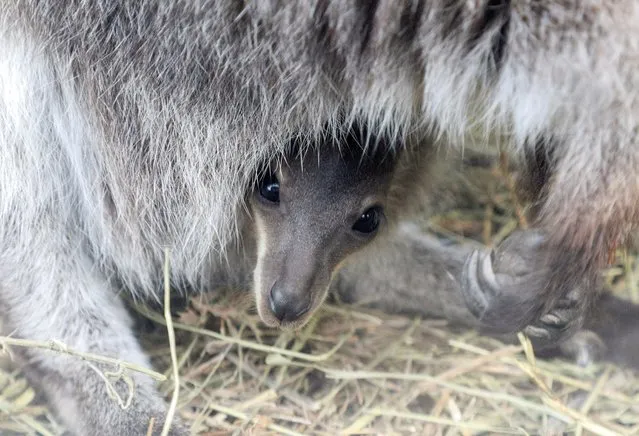A newborn kangaroo joey peers out from its mother's pouch at a zoo in the local park of miniatures in Bakhchisaray, Crimea on March 5, 2021. (Photo by Alexey Pavlishak/Reuters)