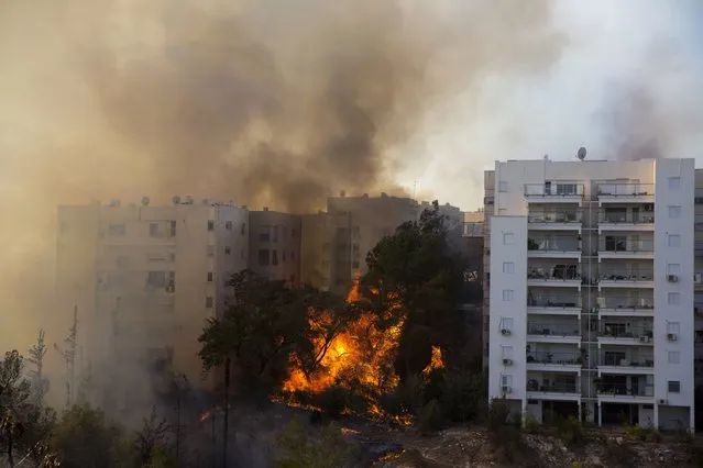 Wildfires burn in Haifa, Israel, Thursday, November 24, 2016. Israeli police have arrested four Palestinians in connection with one of several large fires that damaged homes and prompted the evacuation of thousands of people in the past few days. Police are investigating the causes, including possible arson. Windy and hot weather have helped fan the flames. The blazes started three days ago near Jerusalem and in the north. Hundreds of homes were damaged. Russia, Italy and other countries are assisting the Israeli firefighters. (Photo by Ariel Schalit/AP Photo)