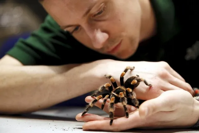 Keeper Jamie Mitchell poses with a Mexican Red-Kneed Tarantula during the stock take at London Zoo in London, Britain January 4, 2016. (Photo by Stefan Wermuth/Reuters)