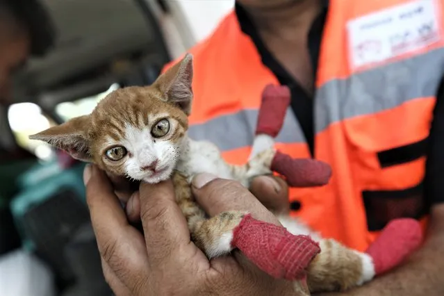 A member of Paw Protectors Association (Pati Koruyuculari Dernegi), located in Ankara, holds a rescued cat found in extinguishing area after fire broke out in Kemer district of Antalya, Turkiye on July 26, 2023. Members of the association identify injured animals in the forest fire areas and treats them. (Photo by Suleyman Elcin/Anadolu Agency via Getty Images)